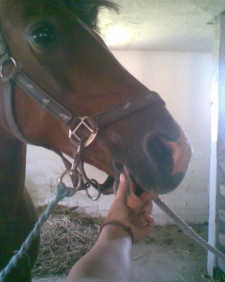 Anden særlig race Trixi - weeee billede 12