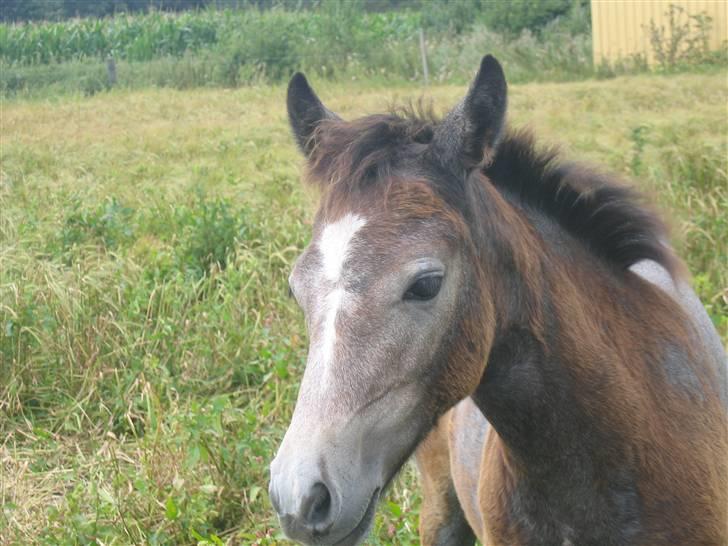 Connemara Bøgely Moonlight billede 15