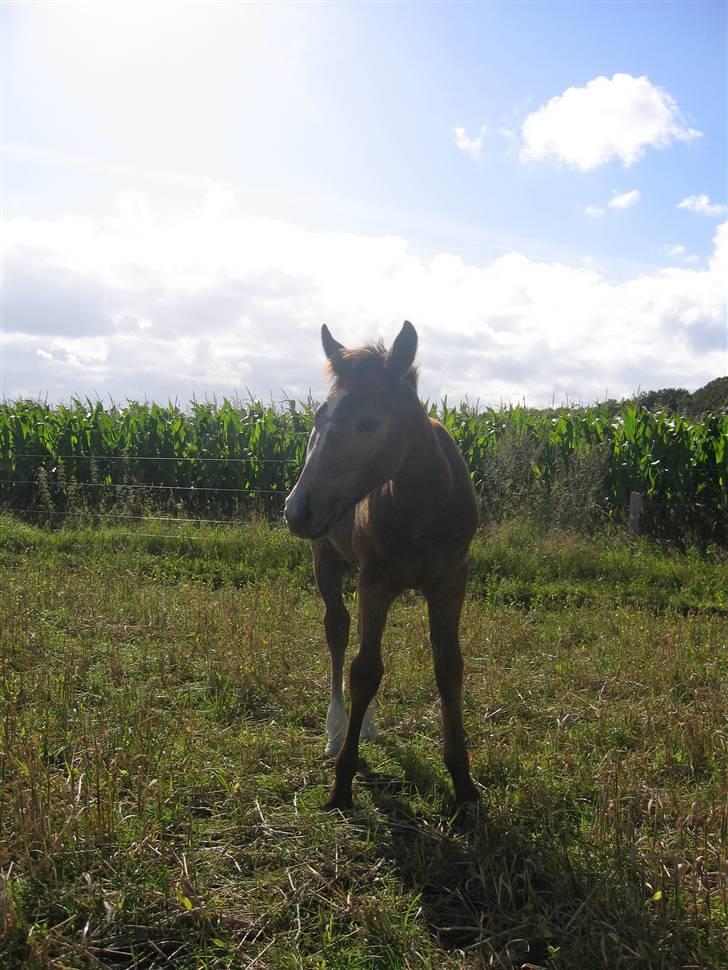 Connemara Bøgely Moonlight billede 16