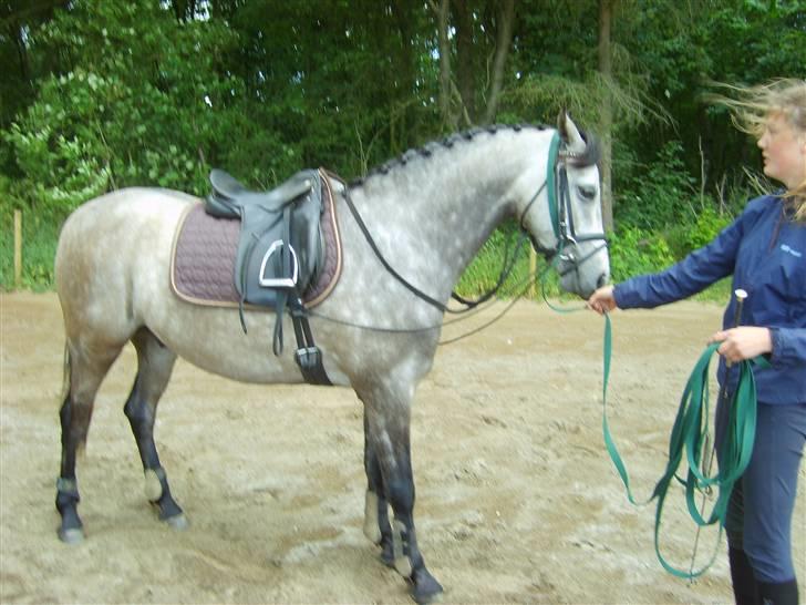 Welsh Partbred (Sec F) Mr. Morgan*solgt* billede 18