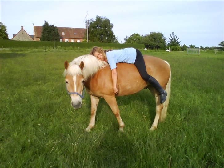 Haflinger Andy kastanjegaard*solgt* - Os 2 evigt & altid!!!. <3 billede 20