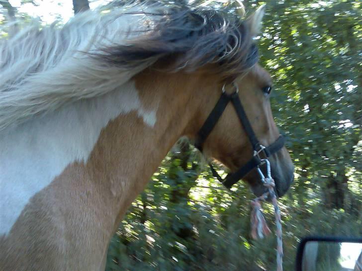 Anden særlig race Bavnshøj´s Cassie (Solgt) - 1 år og 4 mdr billede 11