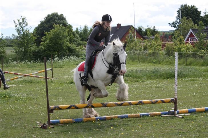 Irish Cob Houdini - Juni  2009 billede 12
