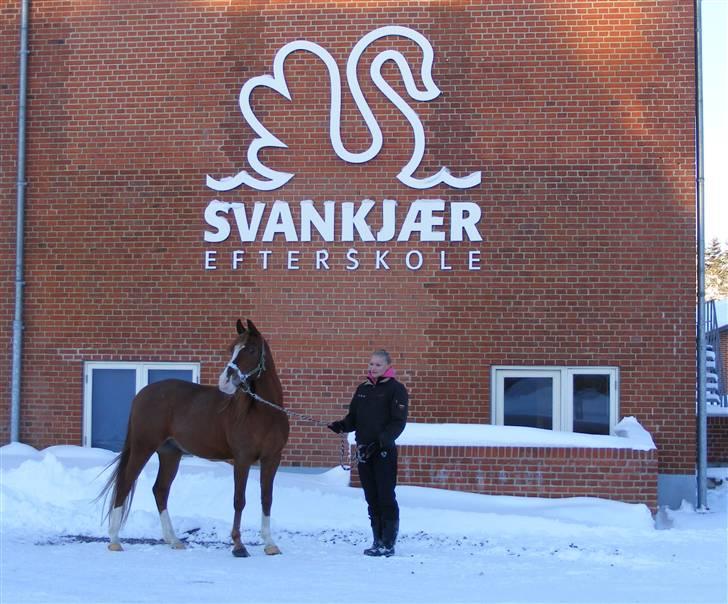 Arabisk fuldblod (OX) Fadmak OX - På skolen ! (: billede 15