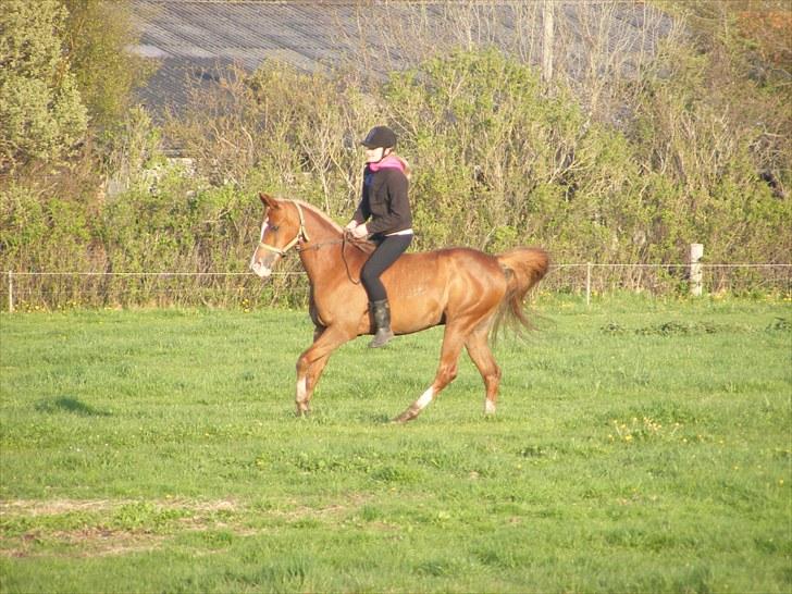 Arabisk fuldblod (OX) Fadmak OX - Galop på marken - Kun i grime :´) billede 16