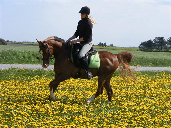 Arabisk fuldblod (OX) Fadmak OX - Galop på mælkebøttemark (: billede 8