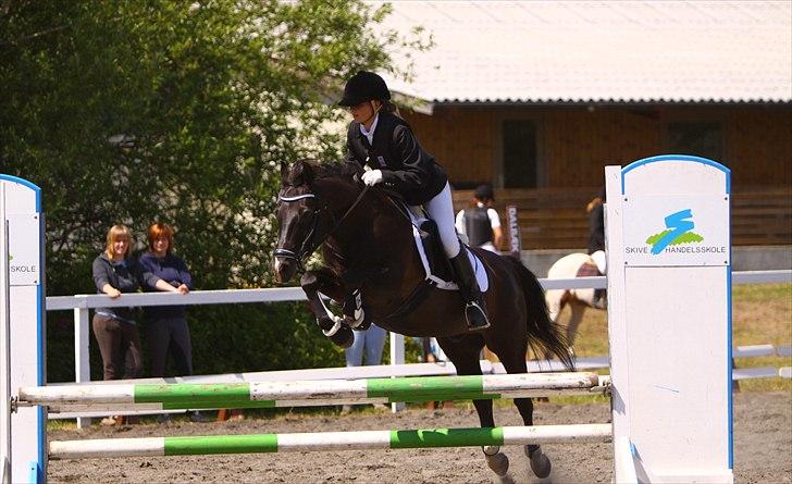 New Forest Vognmandsgårdens Bambi - LB pony spring 2010. -Taget af Lfoto - billede 5