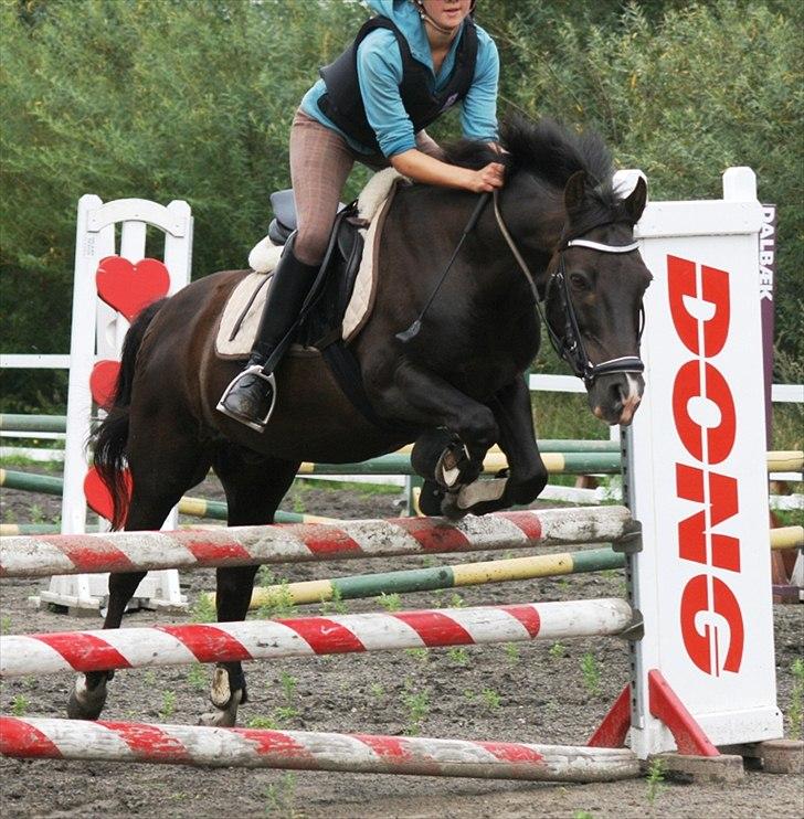 New Forest Vognmandsgårdens Bambi billede 6