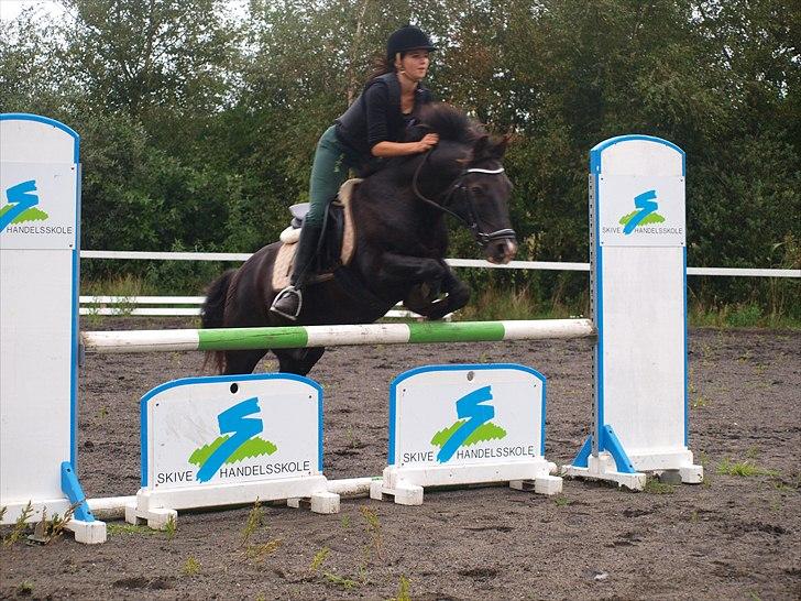 New Forest Vognmandsgårdens Bambi billede 8