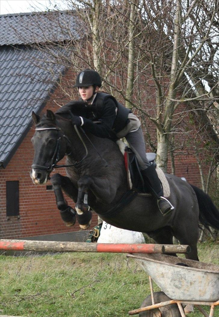 New Forest Vognmandsgårdens Bambi billede 10