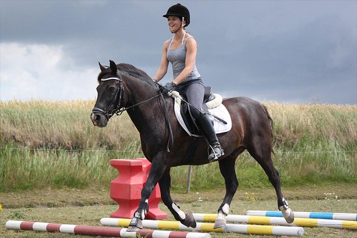 New Forest Vognmandsgårdens Bambi billede 12