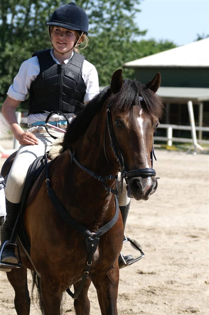 Welsh Cob (sec D) Nando<3(Gumle) [Solgt] (: - SLRK juni 08 fotograf: CTA-Foto billede 1