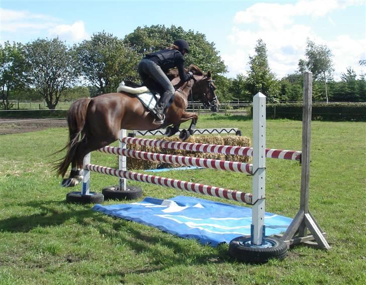 DSP Egehøjs Safir - Til undervisning på den dejlige pony <3 billede 8