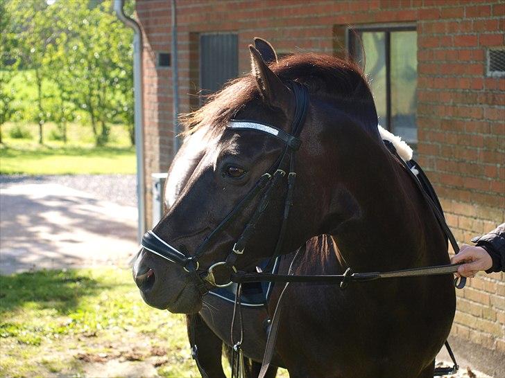 New Forest Vognmandsgårdens Bambi billede 13