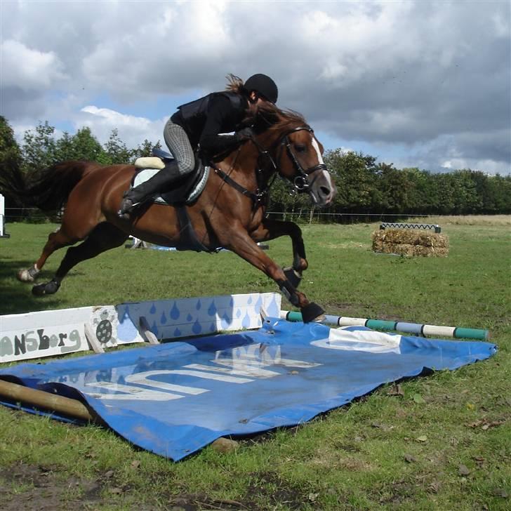 DSP Egehøjs Safir - Lige over vand ;) Hun ser lidt sur ud ;p billede 9