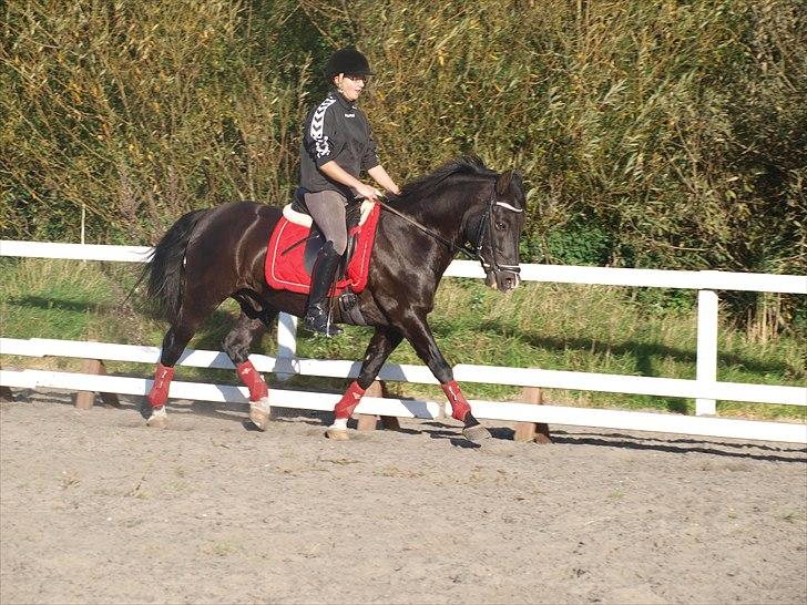 New Forest Vognmandsgårdens Bambi billede 15