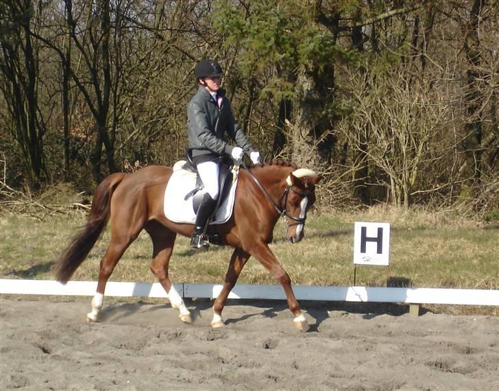 DSP Egehøjs Safir - Safir og mig til dressurstævne <3 billede 10