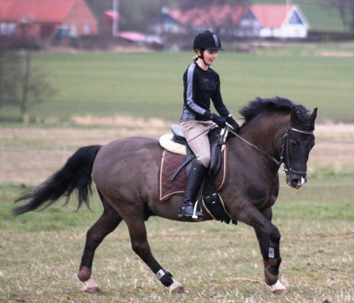 New Forest Vognmandsgårdens Bambi billede 17