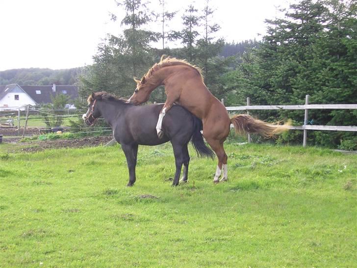 Anden særlig race Samba - de hyggede sig bare, men hun er desværre ikk i fol.. billede 14