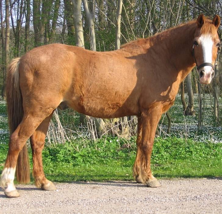 Anden særlig race Charlie - Min Engel † RIP - Charlie, lidt tyk, Det er bare for at se en forskel siden den gang(forår 2006) billede 6