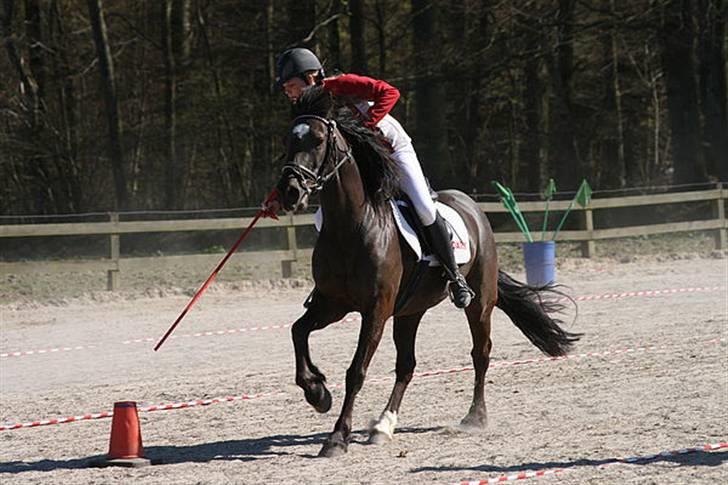Welsh Cob (sec D) Lesto Marquis - ponygames kval. 2009, billedet er taget af Nathia billede 3