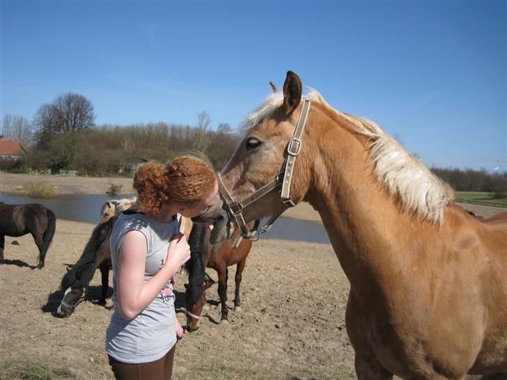 Tyroler Haflinger Ørnhøj Waldorf R.I.P.  - baah ;) billede 14