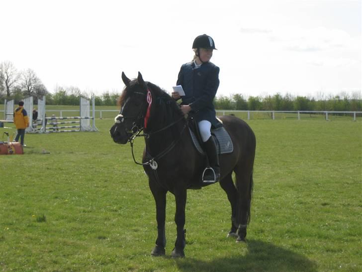 New Forest Lukas - solgt :`( - Ude i HOL billede 3