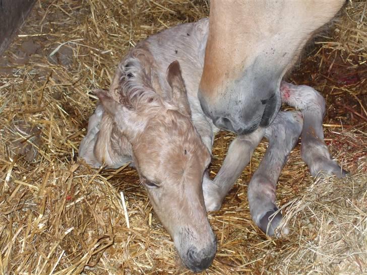Fjordhest Julie Sejr - Julie snuser til Julius for første gang billede 15