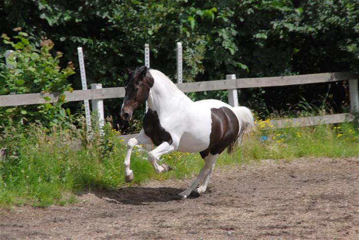 Pinto Kiowa 006 - Hun ved godt hun er lækker :D - jeg ved godt jeg har verdens bedste hoppe <3  billede 2