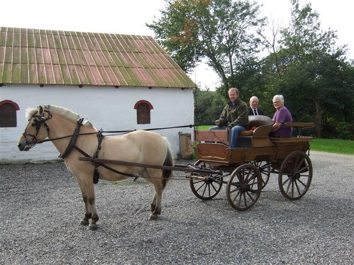 Fjordhest Julie Sejr - kan køre med gæster billede 16