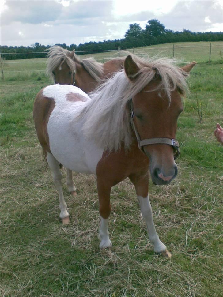 Shetlænder Sofie *SOLGT* billede 5