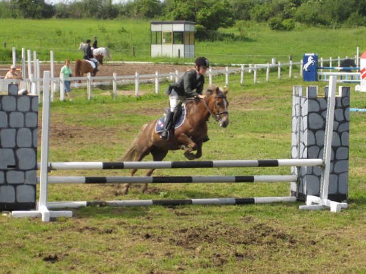 Anden særlig race Mosens Penny<'3(solgt):'( - distriktmesterskab for hold:-) første plads!:-) billede 5