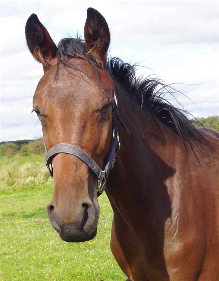 Traver Maximum Laser  - den store da han var lille. billede 11