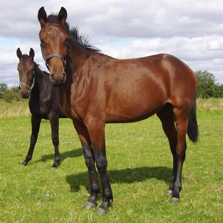 Traver Maximum Laser  - maxi som bebs.  billede 12