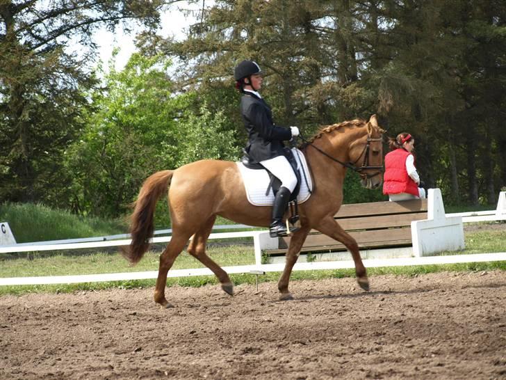 Anden særlig race Jackie *SOLGT* - Inde på banen til c-stævne i Skive. 2. plads i LB1, 3. plads i LB3 og 1. plads i LB2:D <33  Foto: Sofie s. billede 16