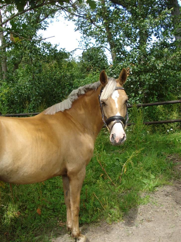 DSP Elvira Wales - Folden på den anden siden af vejen;) 9  juli 2009 billede 5