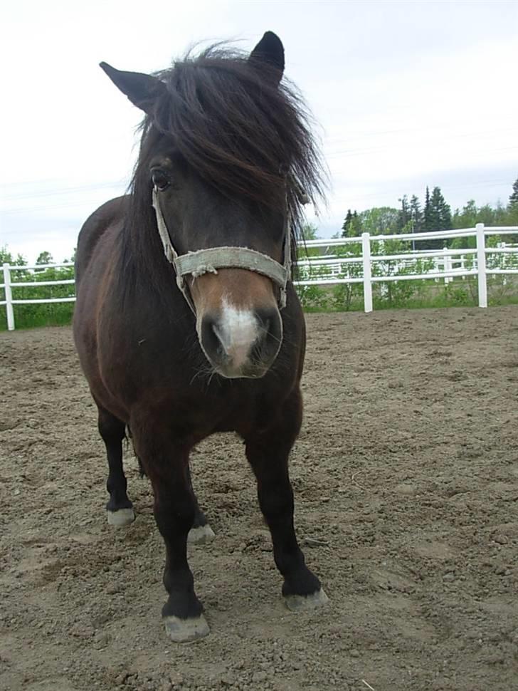 Shetlænder Freddy - ponnis ude billede 1
