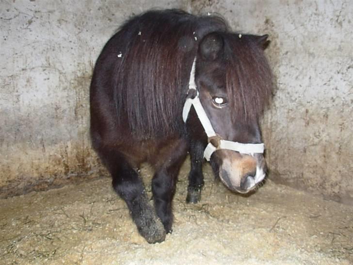 Shetlænder Freddy billede 2