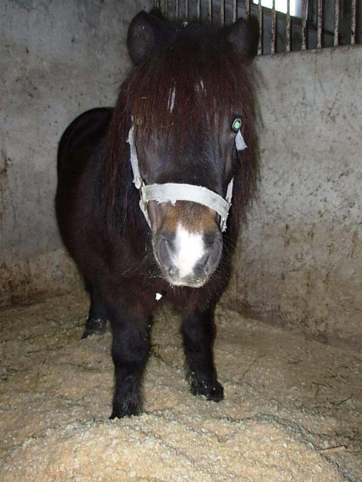 Shetlænder Freddy billede 3
