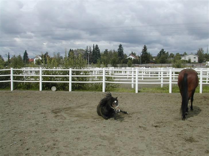 Shetlænder Freddy - en af hans daglige rulleturer billede 4