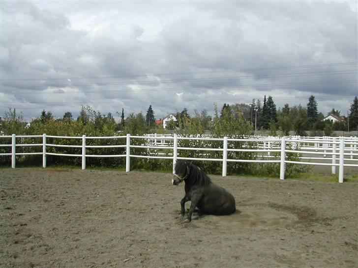 Shetlænder Freddy - og bagefter klør man sig lidt på røven inden man rejser sig billede 5
