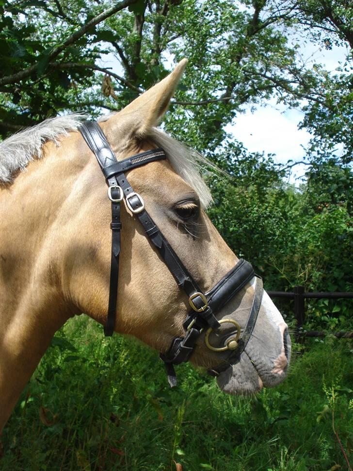 DSP Elvira Wales billede 7