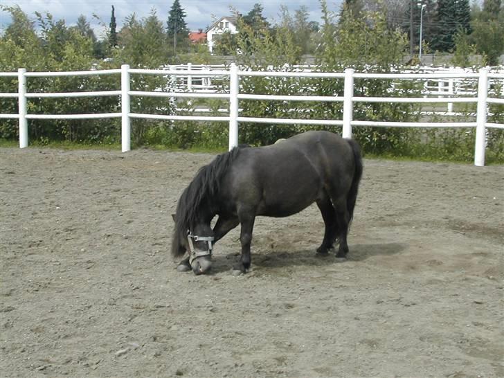 Shetlænder Freddy billede 6