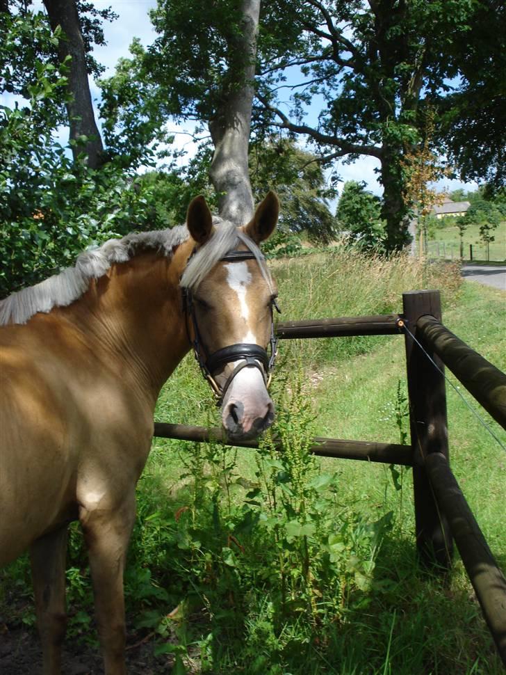 DSP Elvira Wales - sweety billede 8