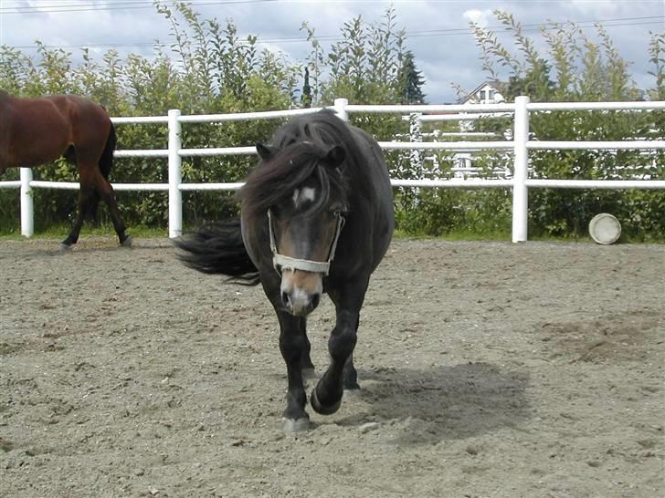 Shetlænder Freddy billede 7