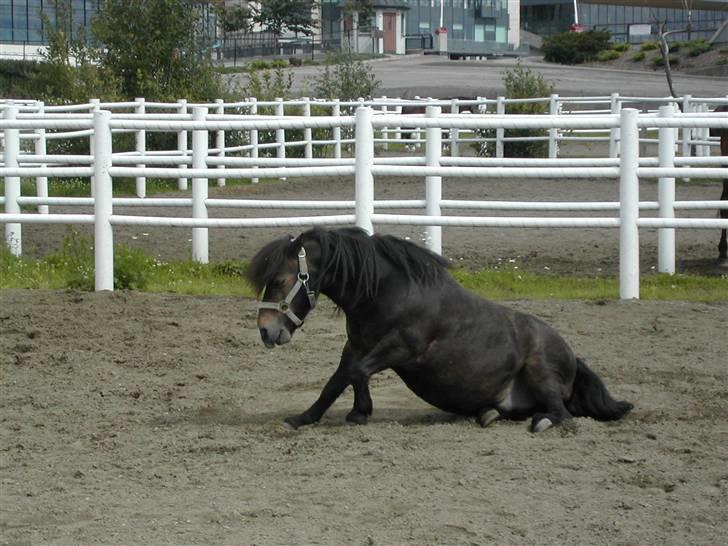 Shetlænder Freddy - Det klør LIGE der!! billede 8