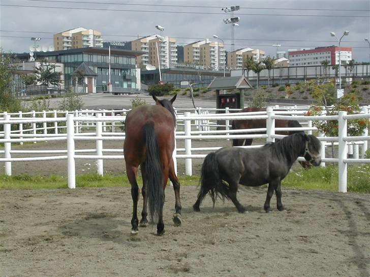 Shetlænder Freddy - Pas nu på sky billede 9
