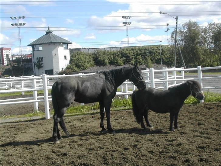 Shetlænder Freddy - Joe og Freddy billede 10