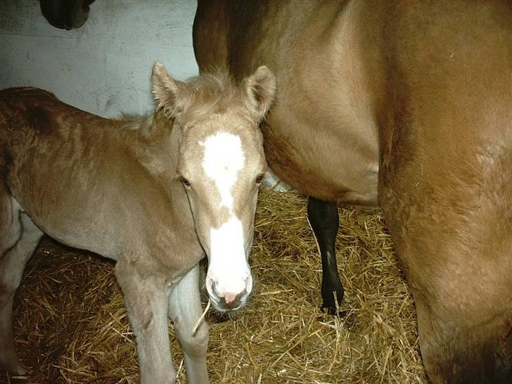 DSP Elvira Wales billede 9