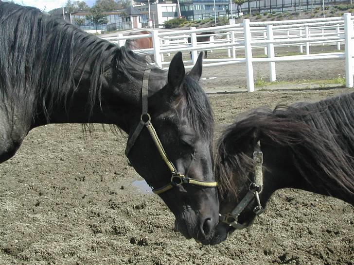 Shetlænder Freddy - Så længe var de venner..Joe er desværre riktig ond mod freddy så de kan ikke gå sammen mere billede 11